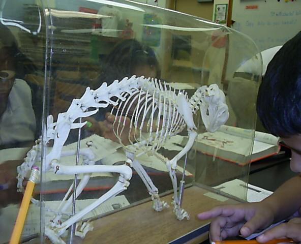 ske3.jpg