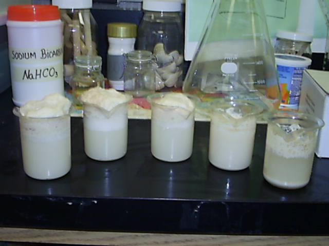 yeast6.jpg